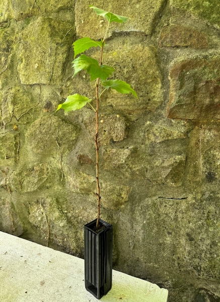 Trüffelbaum Baum-Hasel (Corylus colurna) mit Burgunder-Trüffel (Tuber Aestivum)