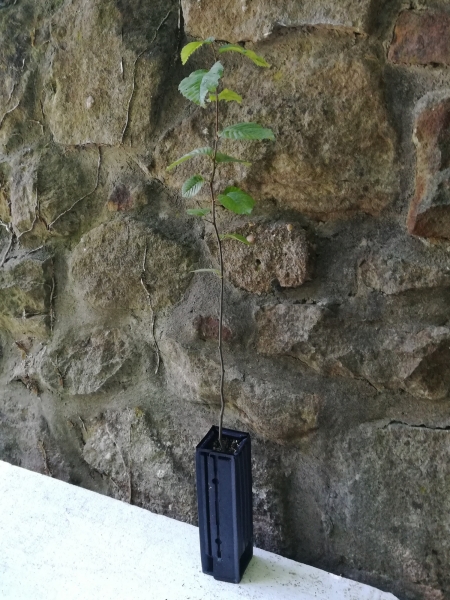 Trüffelbaum Hainbuche (Capinus betulus) mit Burgunder-Trüffel (Tuber Aestivum)